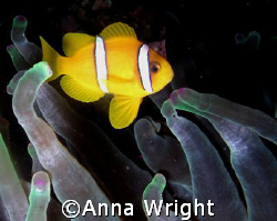 A very small anemone fish taken with an Olympus Camedia i... by Anna Wright 